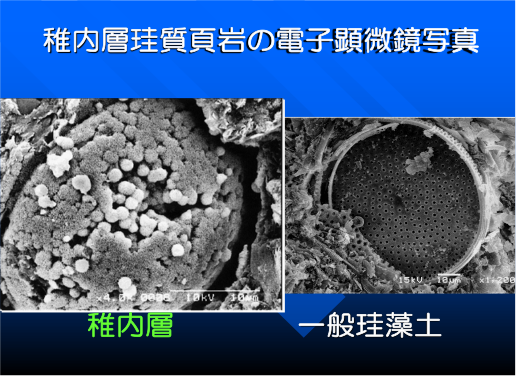 稚内層珪質頁岩の顕微鏡写真